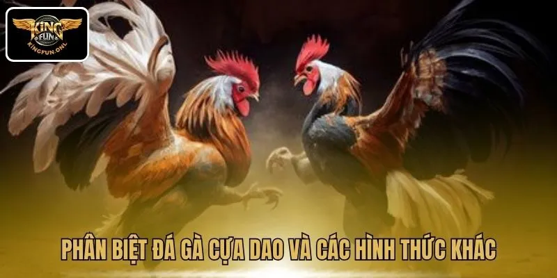 Trải Nghiệm Đá Gà Cựa Dao Hấp Dẫn Tại Kingfun 2 Phân biệt đá gà cựa dao và các hình thức khác